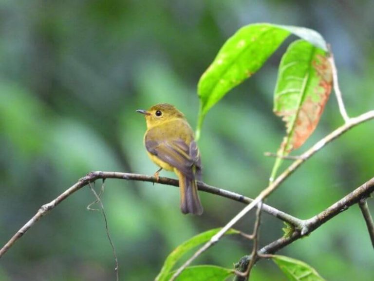 Congratulations to Victorias City and the beautiful Gawahon Eco Park for making it to the top LGU Proposals from Visayas of the Tourism Champions Challenge!